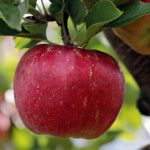 Jabłko - indeks glikemiczny IG, ładunek glikemiczny ŁG, kalorie