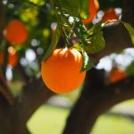 Pomarańcza - indeks glikemiczny IG, ładunek glikemiczny ŁG, kalorie
